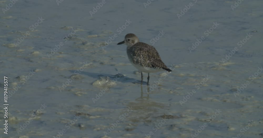 Small water bird standing still in wet sand at Sitra park
