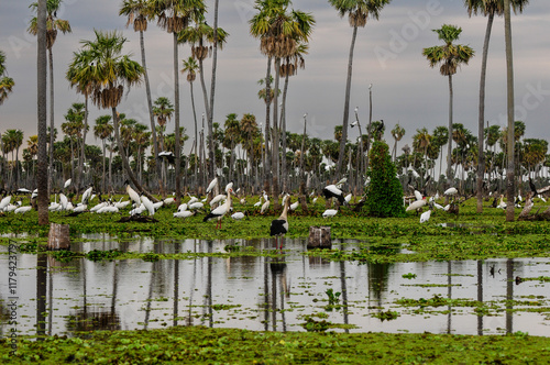 Birds flock landscape in La Estrella Marsh, Formosa province, Argentina. photo