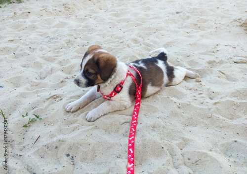 Puppy lying on sandy ground wearing a red harness with leash