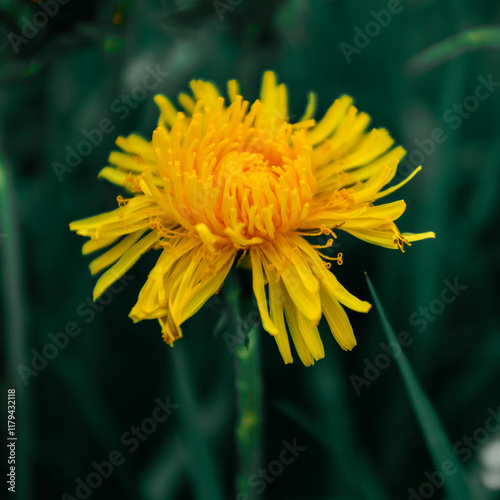 Portrait of a blooming dandelion in meadow
