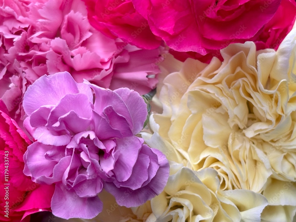 Fototapeta premium background bright flowers dianthus close-up.