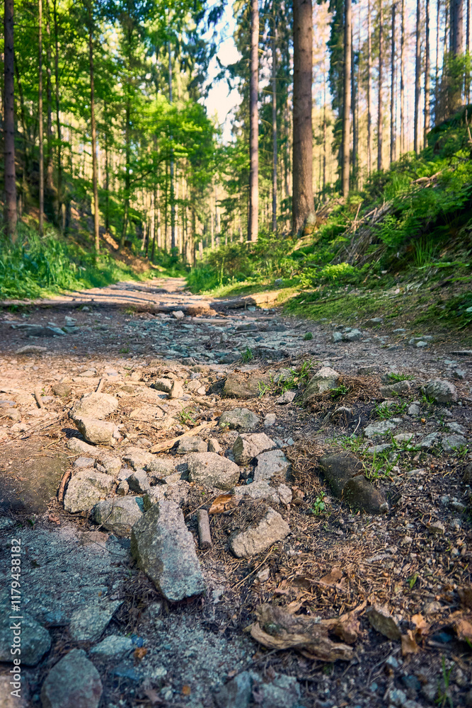 Wanderpfad Wilde Hölle in der Sächsischen Schweiz, Deutschland Wanderpfad Wilde Hölle in der Sächsischen Schweiz, Deutschland