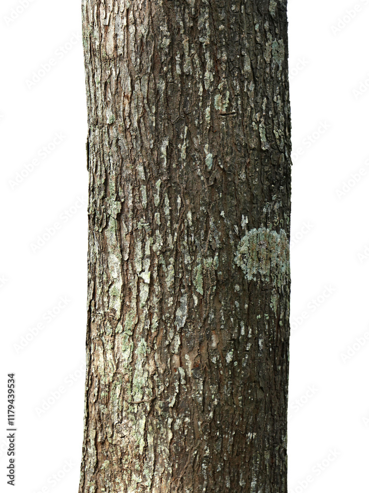 Tree trunk isolated on white background with clipping path. Tree trunk isolated on white background with clipping path.