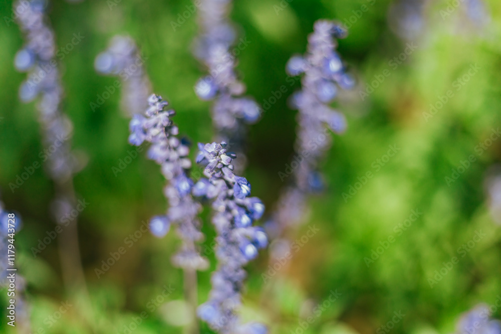 Close up Blue Salvia in the garden Close up Blue Salvia in the garden