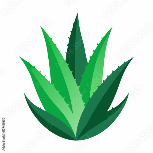 aloe vera plant
