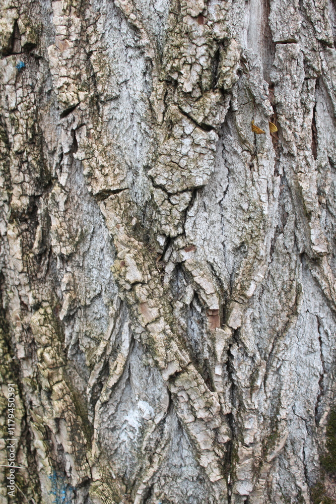 natural background texture tree bark natural background texture tree bark