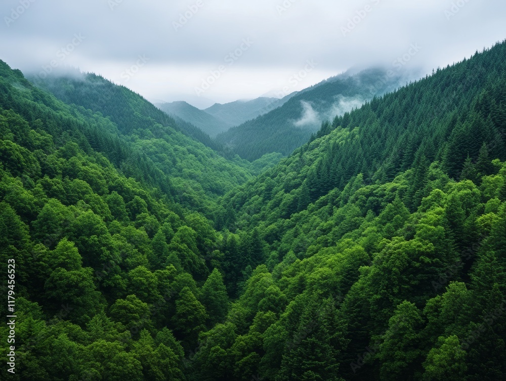 Fototapeta premium Lush green valley surrounded by misty mountains