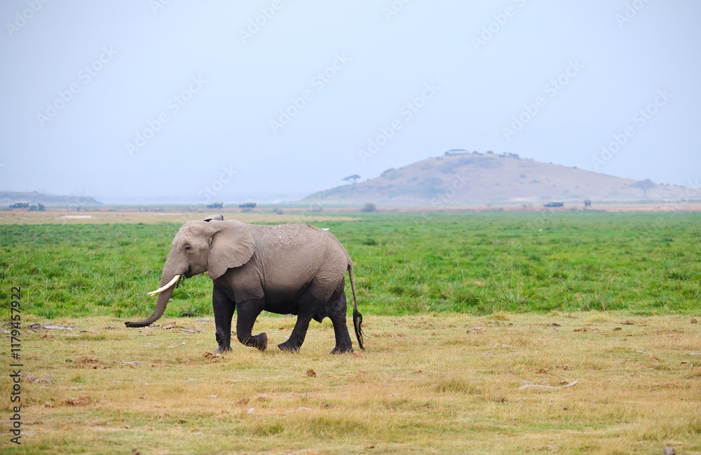 Wild elephants in the savanna grassland of Botswana National Park
Wild elephants in the savanna grassland of Botswana National Park