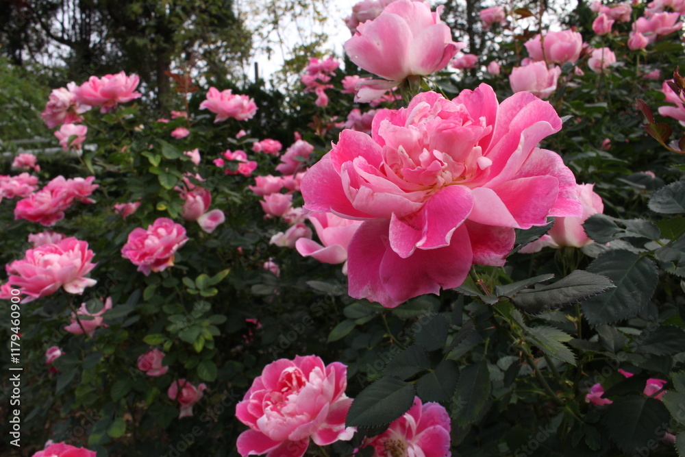 Fototapeta premium 植物