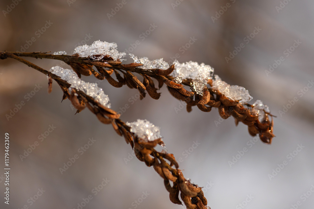 Naklejka premium icicles on a branch