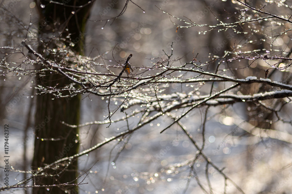 frost on a tree frost on a tree