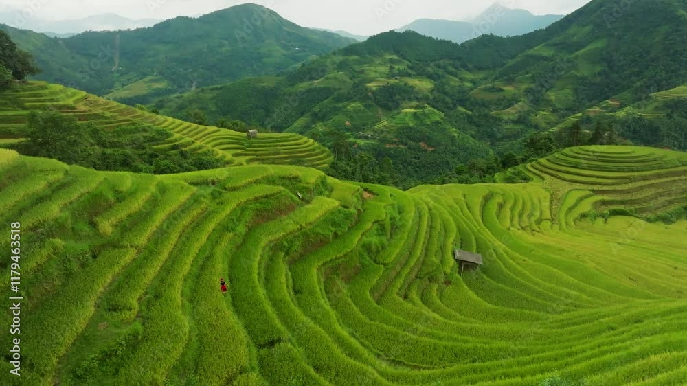Drone aerial view of rice terrace field in harvest season,Green agricultural fields in countryside at northern Vietnam Drone aerial view of rice terrace field in harvest season,Green agricultural fields in countryside at northern Vietnam