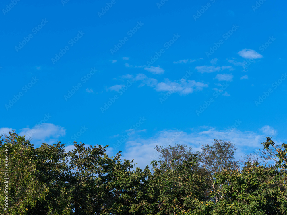 Beautiful nature of green treetops in the forest against blue sky with clouds on a sunny day. Nature background Beautiful nature of green treetops in the forest against blue sky with clouds on a sunny day. Nature background