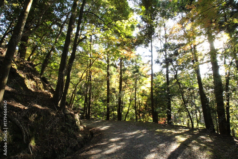 Obraz premium 山道