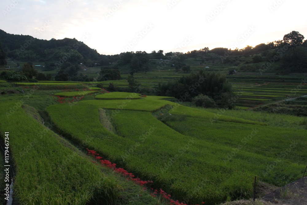 Obraz premium 田舎の風景