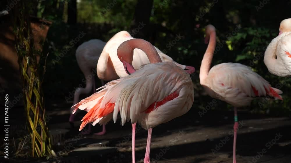 Exotic flamingos preening in lush surroundings at a serene park Exotic flamingos preening in lush surroundings at a serene park