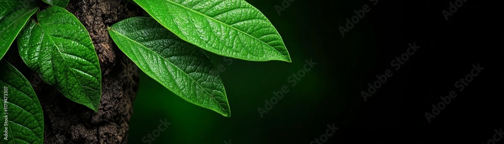 Lush Greenery: A close-up of vibrant green leaves, with a textured bark backdrop, evokes a sense of life and tranquility. The dark background creates a sense of depth and mystery. Lush Greenery: A close-up of vibrant green leaves, with a textured bark backdrop, evokes a sense of life and tranquility. The dark background creates a sense of depth and mystery.