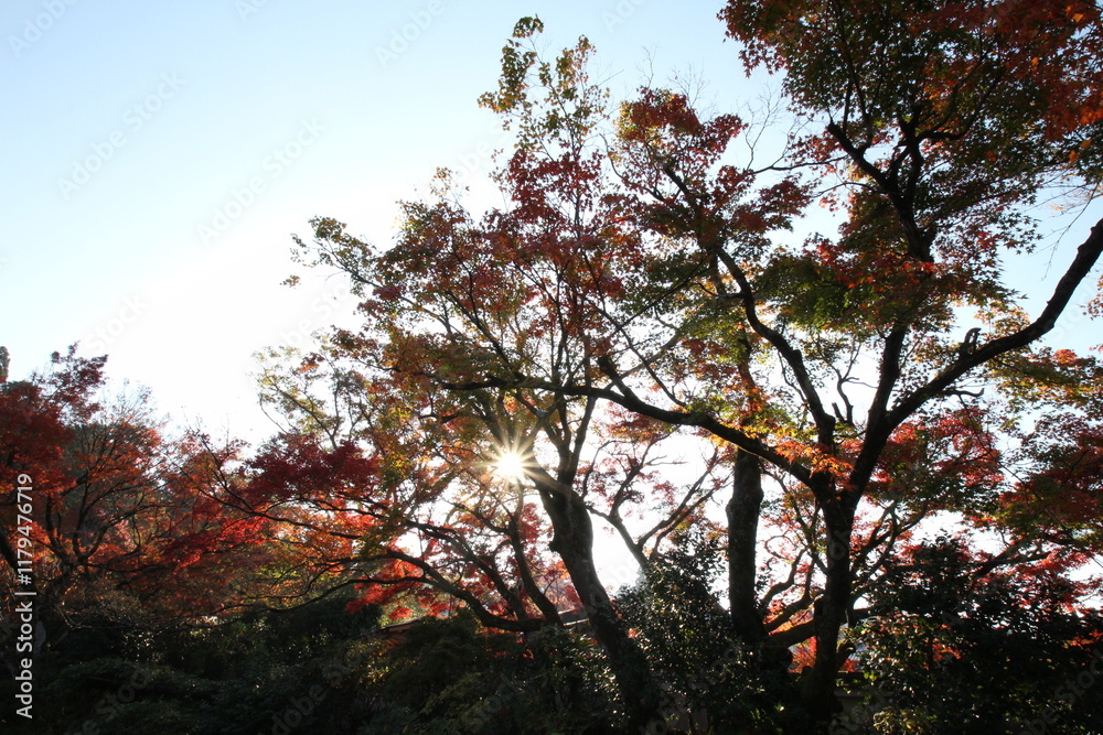 Obraz premium 紅葉