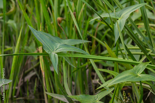 The wild aquatic plant Sagittaria sagittifolia grows in slow-flowing water