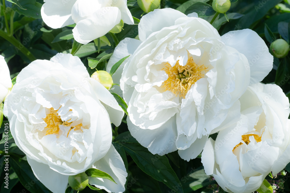 beautiful white plate-type peony blosomming flower against blue sky at sunny day. close up.