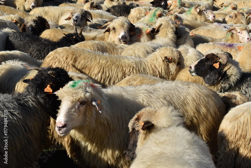 sheep in mountains 