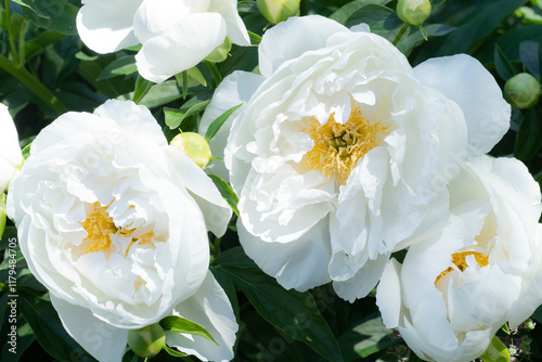 Obraz na płótnie beautiful white plate-type peony blosomming flower against blue sky at sunny day. close up. w salonie