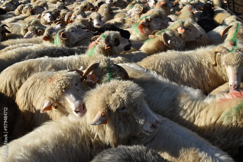 sheep and lambs