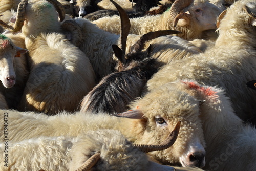 sheep in countryside