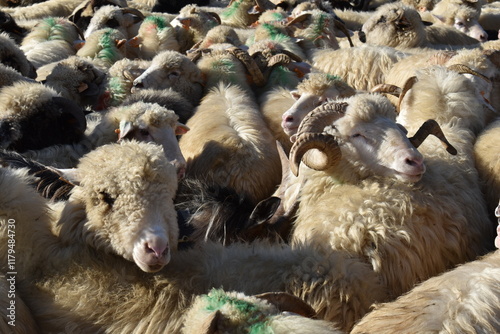 flock of sheep in autum