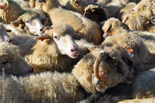 sheep and lambs