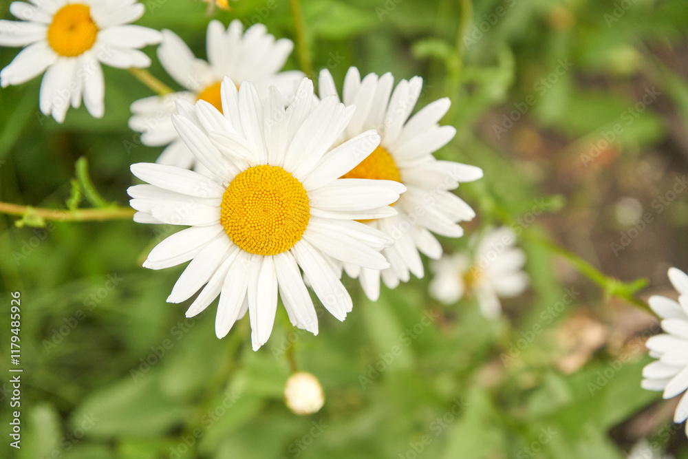 Close up of white daisies with yellow centers in a lush green garden environment. Close up of white daisies with yellow centers in a lush green garden environment.