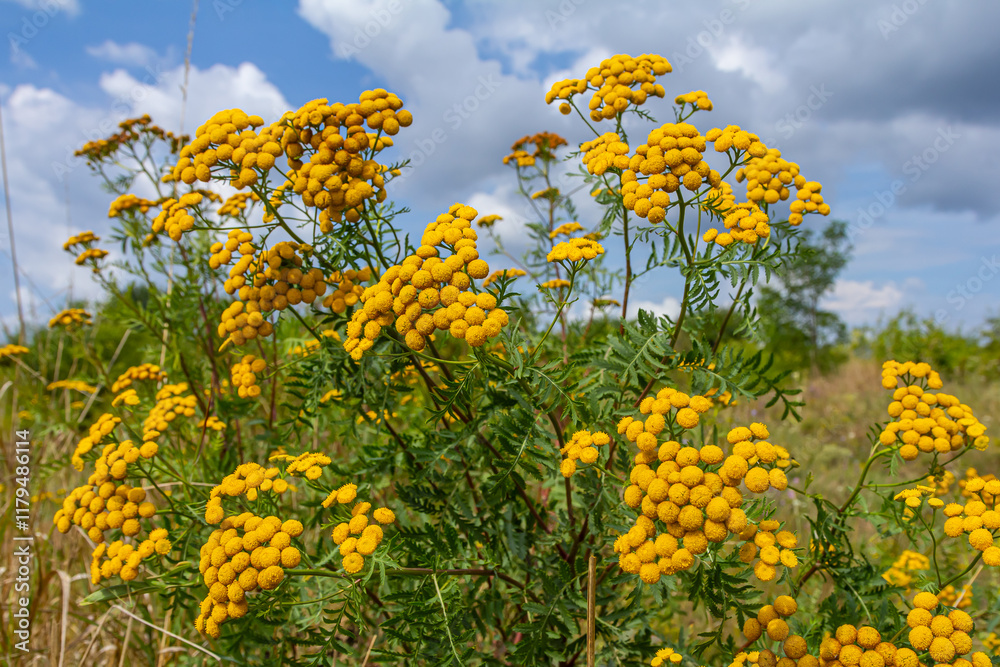 Obraz premium Tansy Tanacetum vulgare wild plant in summer