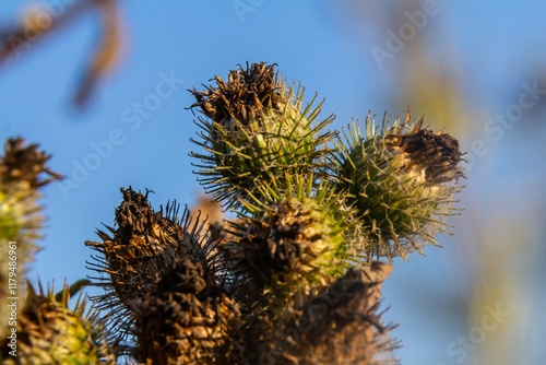 fresh leaves and purple flowers of Arctium lappa plant photo