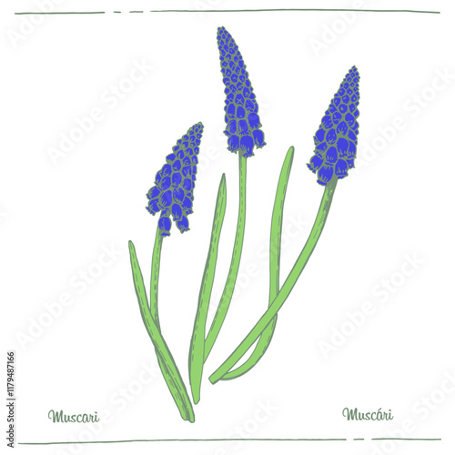 Muscari color illustration vector