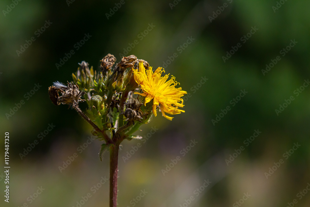 Hieracium laevigatum or smooth hawkweed. Hieracium, known by the common name hawkweed and classically as hierakion. Floral desktop background. Hieracium caespitosum, commonly known as meadow hawkweed Hieracium laevigatum or smooth hawkweed. Hieracium, known by the common name hawkweed and classically as hierakion. Floral desktop background. Hieracium caespitosum, commonly known as meadow hawkweed