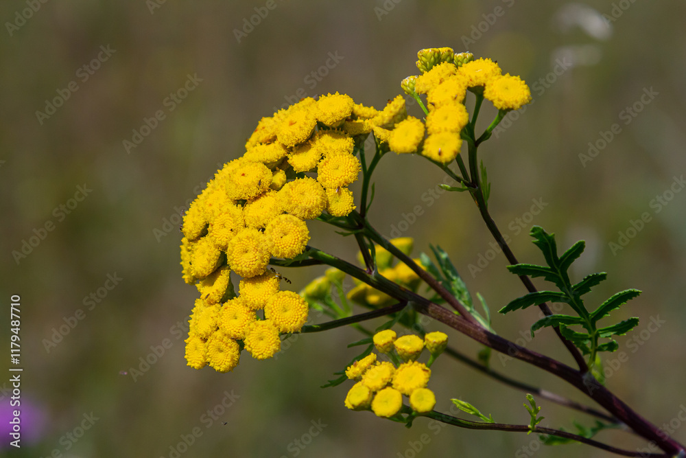 Obraz premium Tansy Tanacetum vulgare wild plant in summer