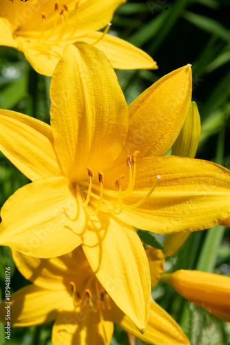 beautiful yellow day- lili  flowers blossoming in garden at sunny day. macro.