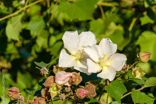 緑に包まれた白いフヨウの花 photo