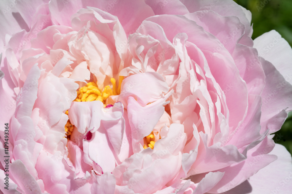 beautiful pink peony blooming flower as background at sunny day. close up.