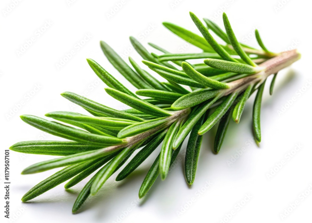 Fototapeta premium Fresh rosemary sprig, isolated PNG. High-resolution image ideal for culinary websites, cookbooks, or botanical illustrations.