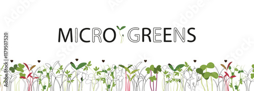 On a white background, the inscription MICROGREENS and a contour image of microgreens. The vector format allows you to scale the image without losing quality. Suitable for packaging, advertising, webs