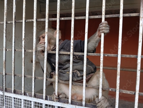 dog in cage