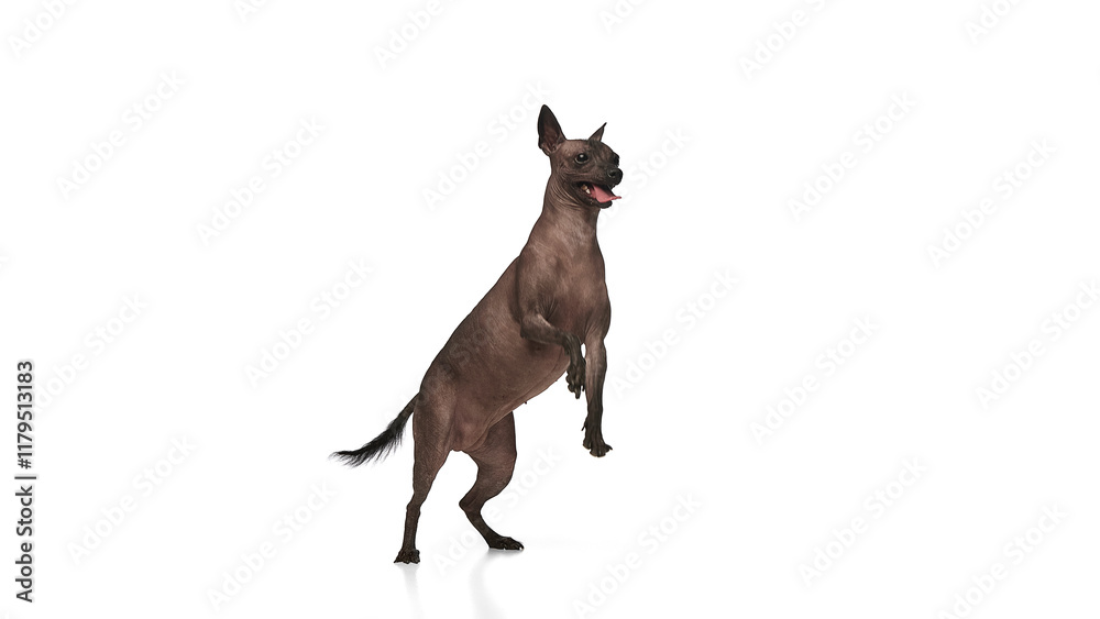 Xoloitzcuintli, Mexican Hairless Dog standing on its hind legs with its front paws raised isolated on white background. Training. Concept of animals, vet care, pets, companion. Copy space for ad Xoloitzcuintli, Mexican Hairless Dog standing on its hind legs with its front paws raised isolated on white background. Training. Concept of animals, vet care, pets, companion. Copy space for ad