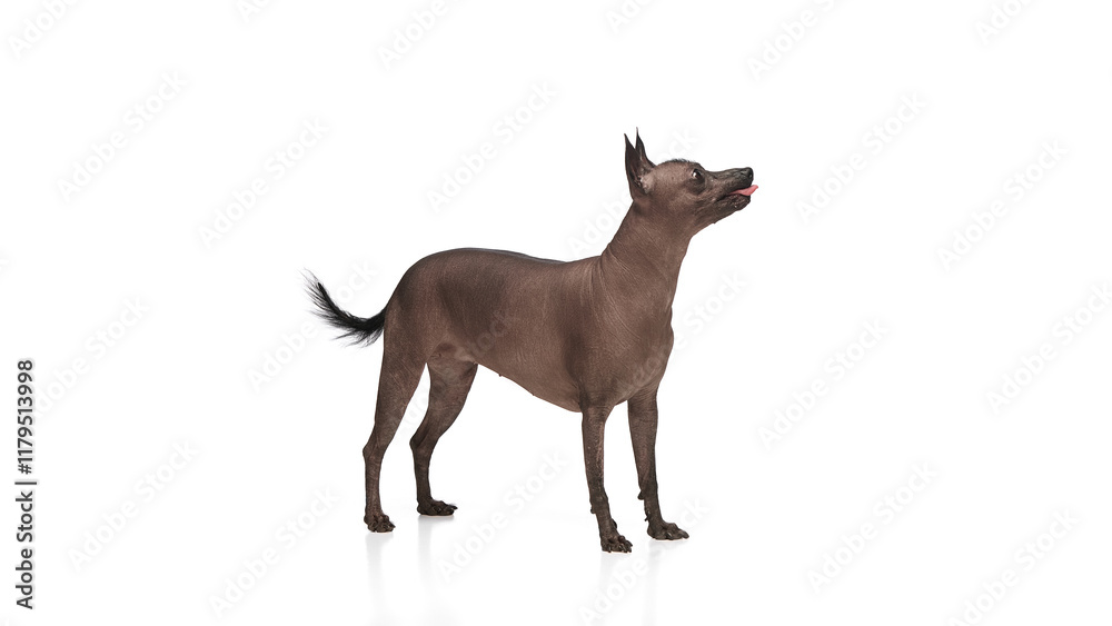 Purebred hairless Xoloitzcuintli Mexican dog standing with tongue sticking out against white background. Concept of animals, vet care, pets, companion. Copy space for ad Purebred hairless Xoloitzcuintli Mexican dog standing with tongue sticking out against white background. Concept of animals, vet care, pets, companion. Copy space for ad