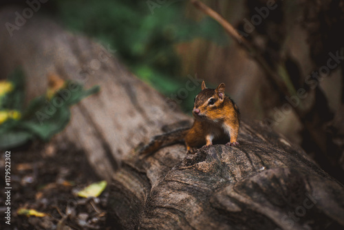 Chipmunk on log