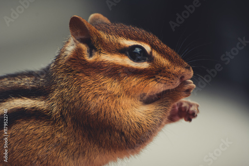 Chipmunk Close-up