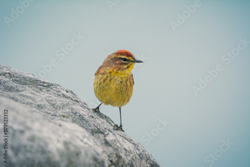 Little yellow warbler