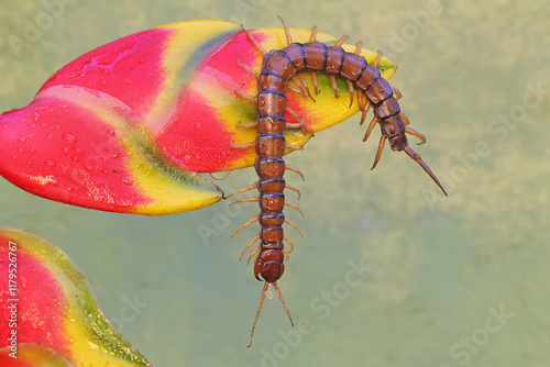 A centipede is looking for prey in wild banana flowers.. This multi-legged animal has the scientific name Scolopendra morsitans. photo