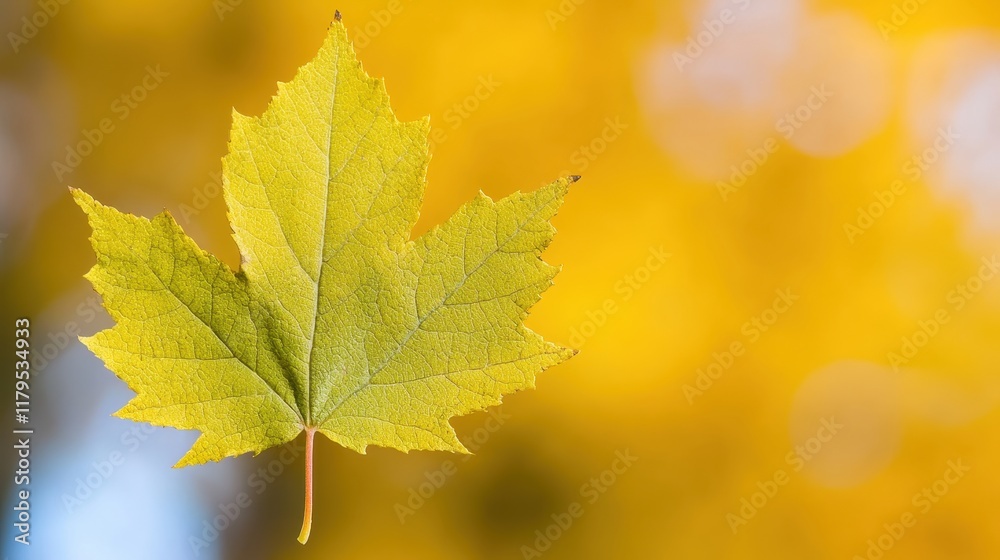 Vibrant Green Maple Leaf Against Soft Focus Yellow Background in Autumn Season Vibrant Green Maple Leaf Against Soft Focus Yellow Background in Autumn Season