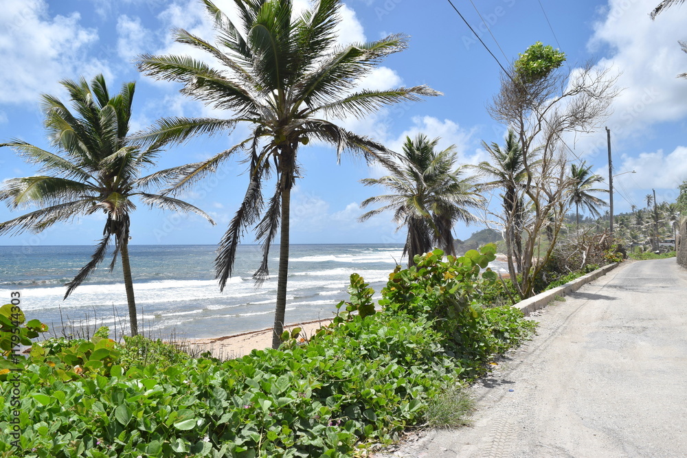 Fototapeta premium Barbados seascapes with cliffs and vegetation in Bathsheba beach.